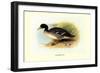 Salvadori's Duck-Henrick Gronvold-Framed Art Print