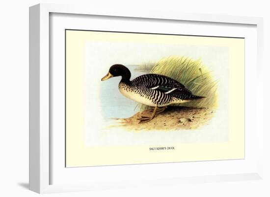 Salvadori's Duck-Henrick Gronvold-Framed Art Print