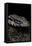 Salvator Merianae (Black-And-White Tegu)-Paul Starosta-Framed Stretched Canvas