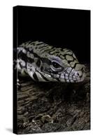 Salvator Merianae (Black-And-White Tegu)-Paul Starosta-Stretched Canvas