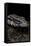 Salvator Merianae (Black-And-White Tegu)-Paul Starosta-Framed Stretched Canvas