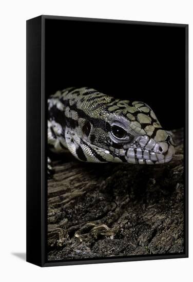 Salvator Merianae (Black-And-White Tegu)-Paul Starosta-Framed Stretched Canvas