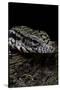 Salvator Merianae (Black-And-White Tegu)-Paul Starosta-Stretched Canvas