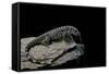 Salvator Merianae (Black-And-White Tegu)-Paul Starosta-Framed Stretched Canvas