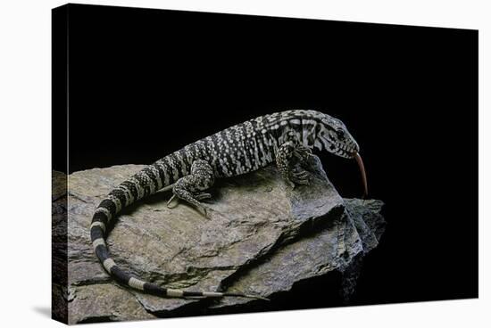 Salvator Merianae (Black-And-White Tegu)-Paul Starosta-Stretched Canvas