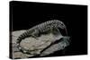 Salvator Merianae (Black-And-White Tegu)-Paul Starosta-Stretched Canvas