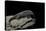 Salvator Merianae (Black-And-White Tegu)-Paul Starosta-Stretched Canvas