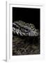 Salvator Merianae (Black-And-White Tegu)-Paul Starosta-Framed Photographic Print