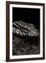 Salvator Merianae (Black-And-White Tegu)-Paul Starosta-Framed Photographic Print