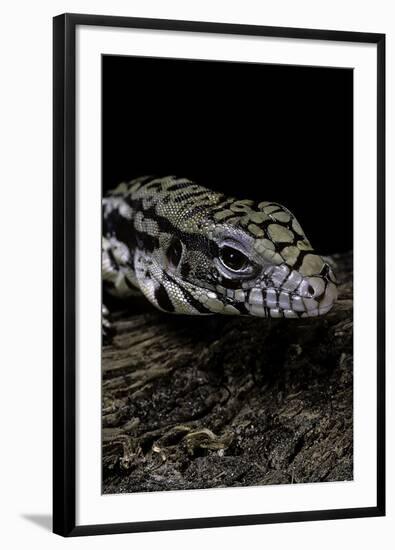 Salvator Merianae (Black-And-White Tegu)-Paul Starosta-Framed Photographic Print