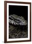 Salvator Merianae (Black-And-White Tegu)-Paul Starosta-Framed Photographic Print