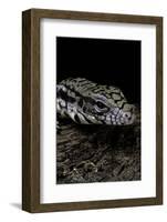 Salvator Merianae (Black-And-White Tegu)-Paul Starosta-Framed Photographic Print