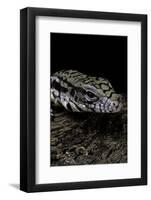 Salvator Merianae (Black-And-White Tegu)-Paul Starosta-Framed Photographic Print