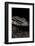 Salvator Merianae (Black-And-White Tegu)-Paul Starosta-Framed Photographic Print