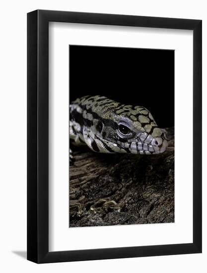 Salvator Merianae (Black-And-White Tegu)-Paul Starosta-Framed Photographic Print