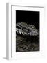 Salvator Merianae (Black-And-White Tegu)-Paul Starosta-Framed Photographic Print