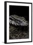 Salvator Merianae (Black-And-White Tegu)-Paul Starosta-Framed Photographic Print