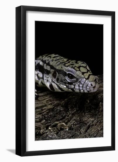 Salvator Merianae (Black-And-White Tegu)-Paul Starosta-Framed Photographic Print