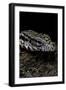 Salvator Merianae (Black-And-White Tegu)-Paul Starosta-Framed Photographic Print