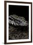 Salvator Merianae (Black-And-White Tegu)-Paul Starosta-Framed Photographic Print