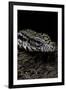 Salvator Merianae (Black-And-White Tegu)-Paul Starosta-Framed Photographic Print