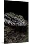 Salvator Merianae (Black-And-White Tegu)-Paul Starosta-Mounted Photographic Print