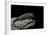 Salvator Merianae (Black-And-White Tegu)-Paul Starosta-Framed Photographic Print