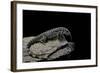 Salvator Merianae (Black-And-White Tegu)-Paul Starosta-Framed Photographic Print