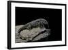 Salvator Merianae (Black-And-White Tegu)-Paul Starosta-Framed Photographic Print