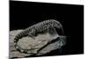 Salvator Merianae (Black-And-White Tegu)-Paul Starosta-Mounted Photographic Print