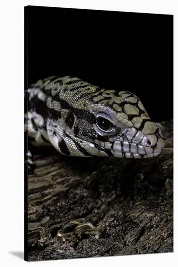 Salvator Merianae (Black-And-White Tegu)-Paul Starosta-Stretched Canvas