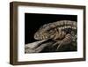 Salvator Rufescens (Red Tegu)-Paul Starosta-Framed Photographic Print