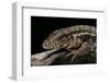 Salvator Rufescens (Red Tegu)-Paul Starosta-Framed Photographic Print