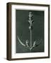 Salvia, 1929 (Photogravure)-Karl Blossfeldt-Framed Giclee Print