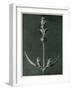 Salvia, 1929 (Photogravure)-Karl Blossfeldt-Framed Giclee Print