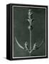 Salvia, 1929 (Photogravure)-Karl Blossfeldt-Framed Stretched Canvas