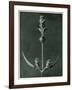 Salvia, 1929 (Photogravure)-Karl Blossfeldt-Framed Giclee Print