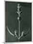 Salvia, 1929 (Photogravure)-Karl Blossfeldt-Mounted Giclee Print