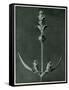 Salvia, 1929 (Photogravure)-Karl Blossfeldt-Framed Stretched Canvas