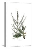 Salvia Argentea, Flora Graeca-Ferdinand Bauer-Stretched Canvas