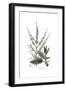 Salvia Argentea, Flora Graeca-Ferdinand Bauer-Framed Giclee Print