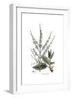 Salvia Argentea, Flora Graeca-Ferdinand Bauer-Framed Giclee Print