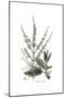 Salvia Argentea, Flora Graeca-Ferdinand Bauer-Mounted Giclee Print