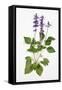 Salvia Longispicata (S) Farinacea/Big Blue/Hybrid Sage-null-Framed Stretched Canvas