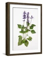 Salvia Longispicata (S) Farinacea/Big Blue/Hybrid Sage-null-Framed Giclee Print