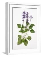 Salvia Longispicata (S) Farinacea/Big Blue/Hybrid Sage-null-Framed Giclee Print