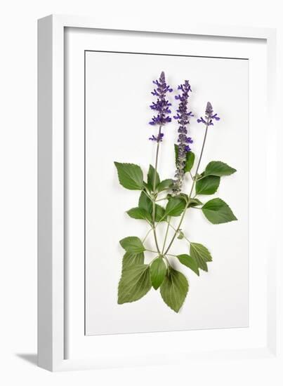 Salvia Longispicata (S) Farinacea/Big Blue/Hybrid Sage-null-Framed Giclee Print