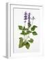 Salvia Longispicata (S) Farinacea/Big Blue/Hybrid Sage-null-Framed Giclee Print