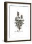 Salvia Pomifera, Flora Graeca-Ferdinand Bauer-Framed Giclee Print