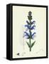 Salvia Pratensis Meadow Clary-null-Framed Stretched Canvas